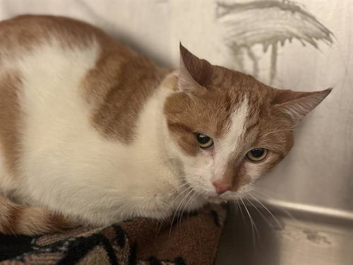 LORD MARMALADE, an adoptable Domestic Short Hair in West Valley, UT