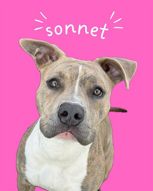 HONEY, an adoptable Pit Bull Terrier in West Valley, UT