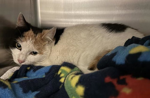 MARABELLE, an adoptable Domestic Short Hair in West Valley, UT