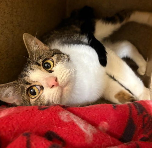 LOUISE, Adult Domestic Short Hair (medium coat), cat for adoption in Orem, Utah