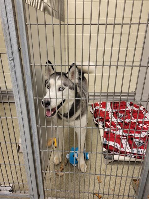 picture of the dog needing adoption