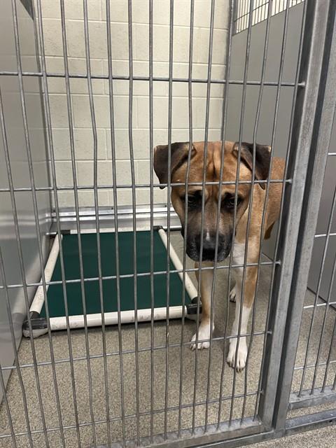 picture of the dog needing adoption