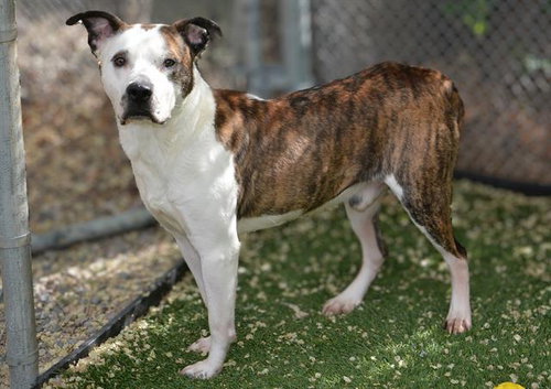 picture of the dog needing adoption