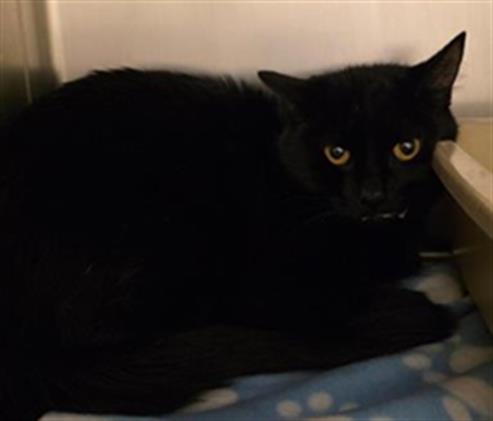 picture of the cat needing adoption