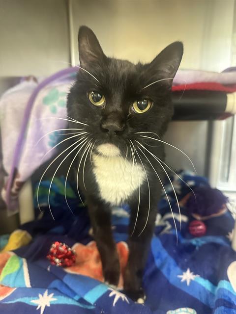ALMOND JOY, Senior Domestic Short Hair (medium coat), cat for adoption in Orem, Utah
