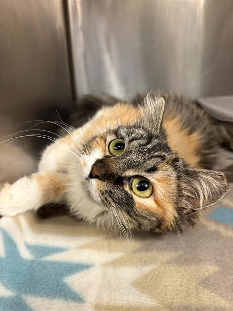 picture of the cat needing adoption