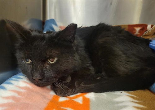 picture of the cat needing adoption
