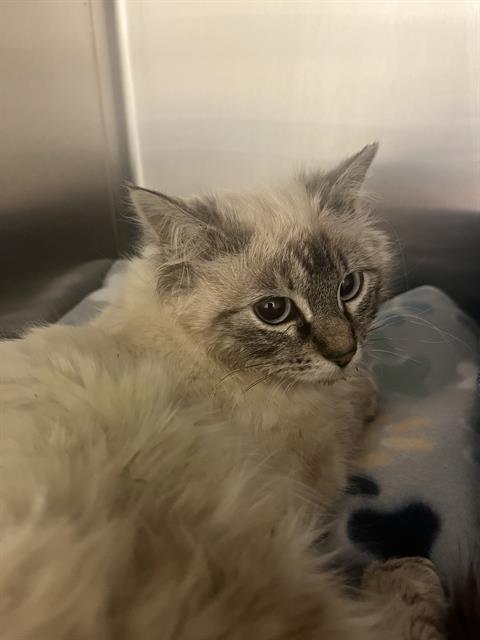 OPALINE, Baby Siamese (medium coat), cat for adoption in Orem, Utah
