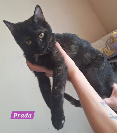 PRADA, Baby Domestic Short Hair (medium coat), cat for adoption in Orem, Utah
