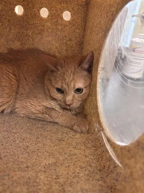 Duchess Whiskerton - Domestic Short Hair