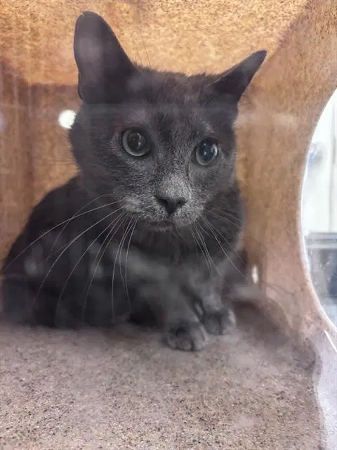 Professor Chaos - Domestic Short Hair