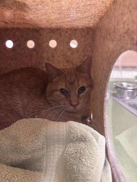 A121227, Adult Domestic Short Hair (medium coat), cat for adoption in Roy, Utah