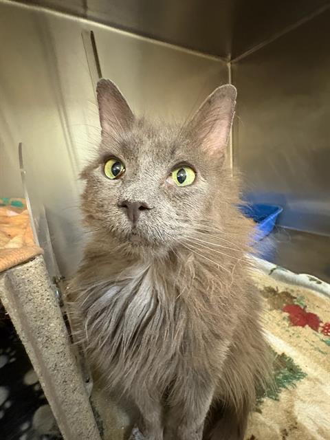 DUST BUNNY SUPREME, Senior Domestic Long Hair (medium coat), cat for adoption in South Jordan, Utah