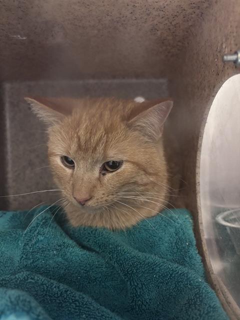 MOUSEY, Adult Domestic Short Hair (medium coat), cat for adoption in Magna, Utah