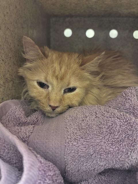 MINNIE, Senior Domestic Long Hair (medium coat), cat for adoption in Magna, Utah