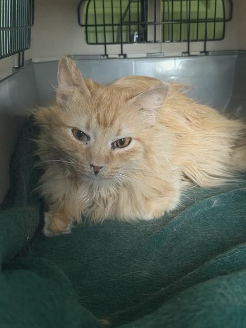 HONEY, Senior Domestic Long Hair (medium coat), cat for adoption in South Jordan, Utah