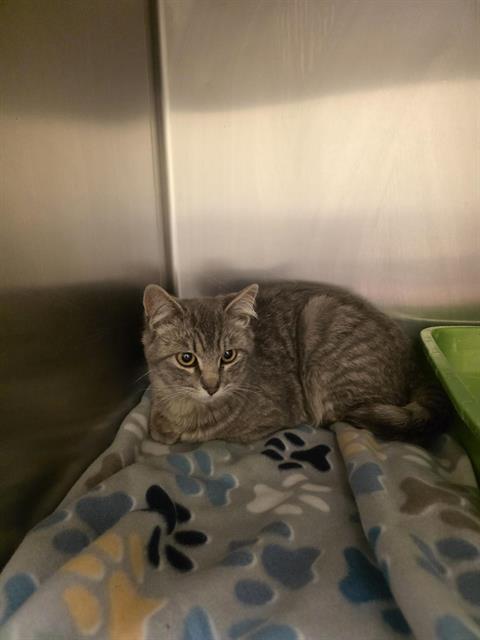 DRAGONFLY, Young Domestic Short Hair (medium coat), cat for adoption in Magna, Utah