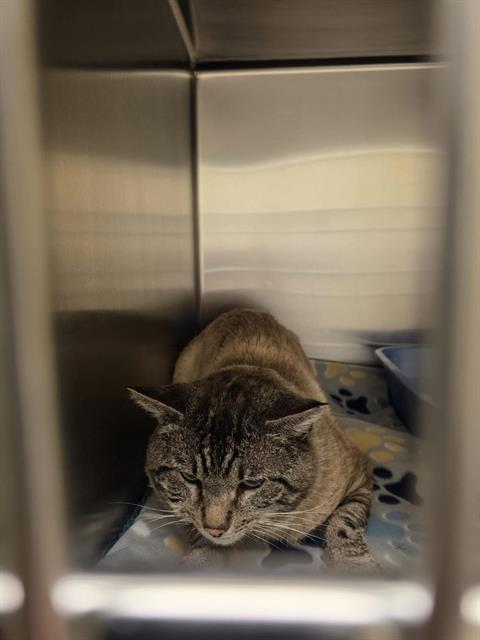 LUNA, Adult Siamese (medium coat), cat for adoption in Magna, Utah