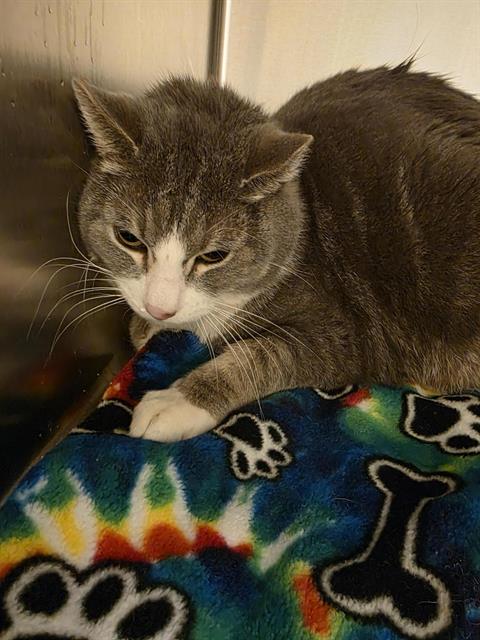 A121377, Adult Domestic Short Hair (medium coat), cat for adoption in Magna, Utah