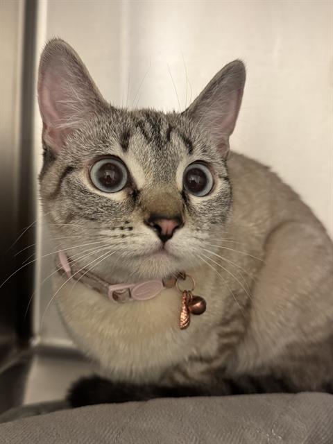 A121421, Young Siamese (medium coat), cat for adoption in Magna, Utah