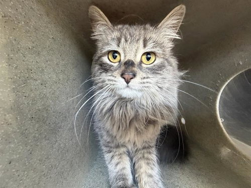 A121440, Adult Domestic Long Hair (medium coat), cat for adoption in Magna, Utah