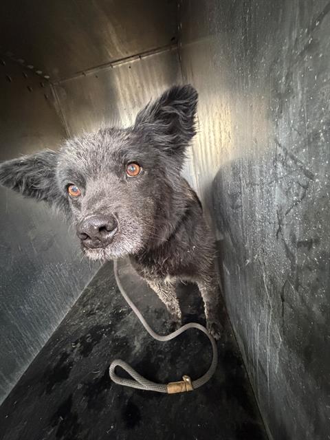 TRUFFLE, an adoptable Australian Cattle Dog in West Valley, UT