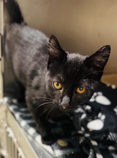 SOOT SPRITE, an adoptable Domestic Short Hair in West Valley, UT