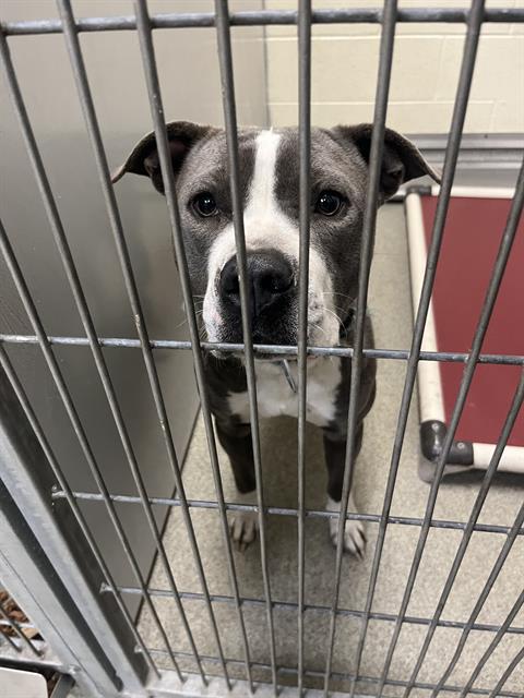 PAWSANOVA, an adoptable Pit Bull Terrier in West Valley, UT