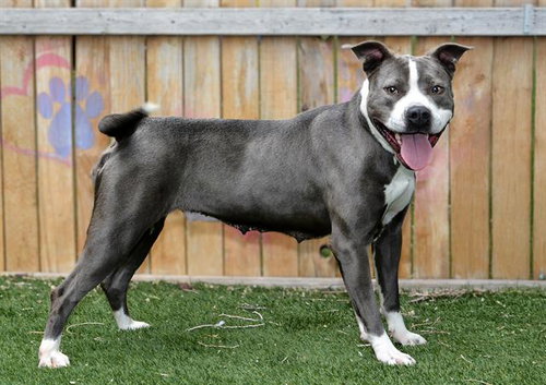 PAWSANOVA, an adoptable Pit Bull Terrier in West Valley, UT