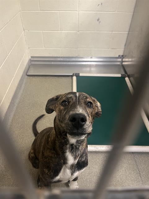 CYRUS BYRUS, an adoptable Pit Bull Terrier in West Valley, UT