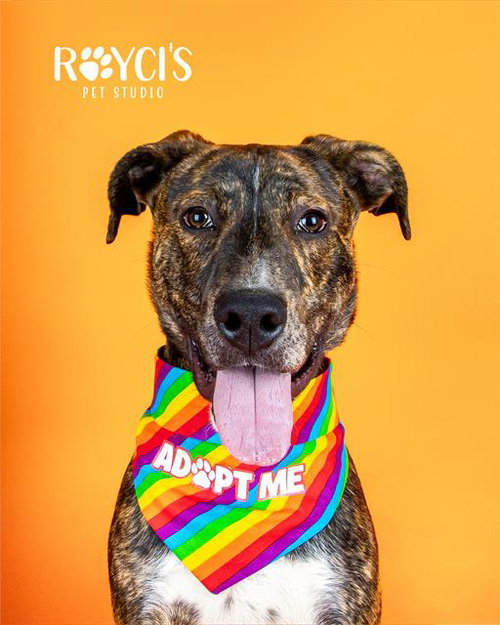 CYRUS BYRUS, an adoptable Pit Bull Terrier in West Valley, UT