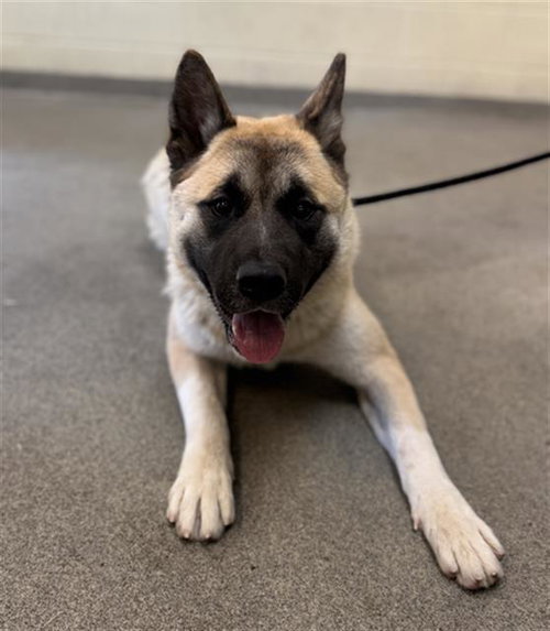 SWEET TEA, an adoptable Akita in West Valley, UT