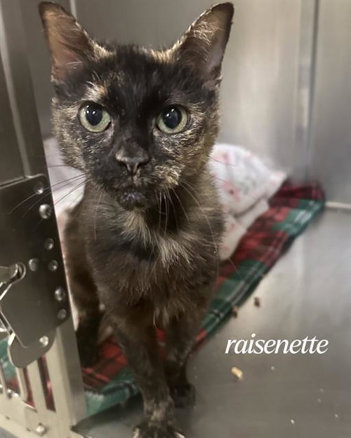 RAISINETTE, an adoptable Domestic Short Hair in West Valley, UT