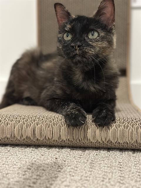 picture of the cat needing adoption