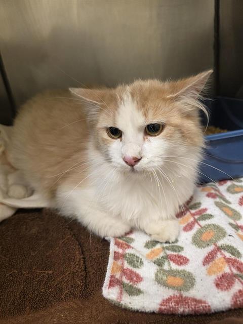 CREAMSICLE, an adoptable Domestic Long Hair in West Valley, UT