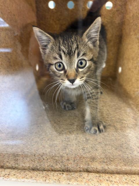 LIEUTENANT DAN, an adoptable Domestic Short Hair in West Valley, UT