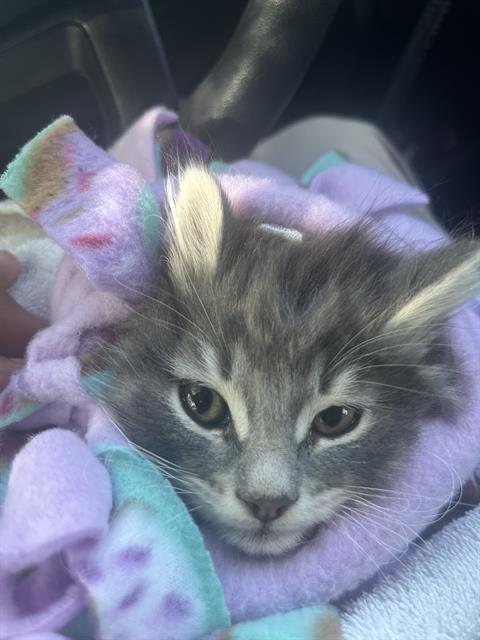 THUNDER, an adoptable Domestic Long Hair in West Valley, UT