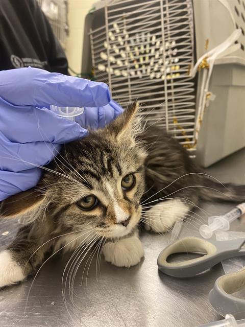 TWEEDLEDUM, an adoptable Domestic Short Hair in West Valley, UT