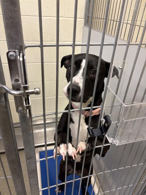 LUCI GOOSEY, an adoptable Labrador Retriever in West Valley, UT
