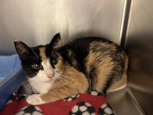 LAYLA, an adoptable Domestic Short Hair in West Valley, UT