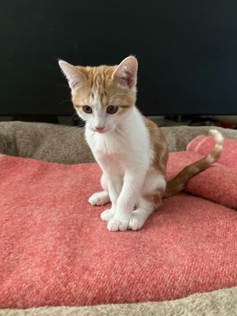 SIR PURRSALOT, an adoptable Domestic Short Hair in West Valley, UT