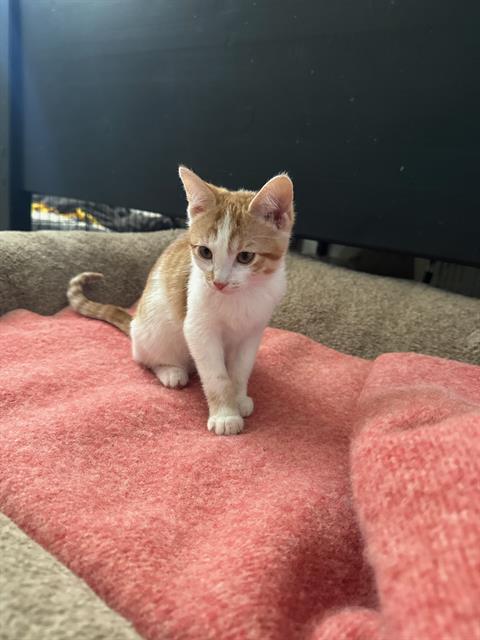 DUCHESS SNUGGLEWORTH, an adoptable Domestic Short Hair in West Valley, UT