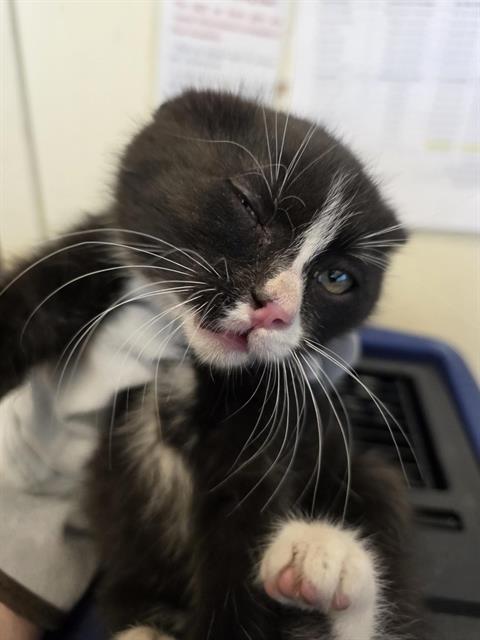 A121775, an adoptable Domestic Short Hair in West Valley, UT