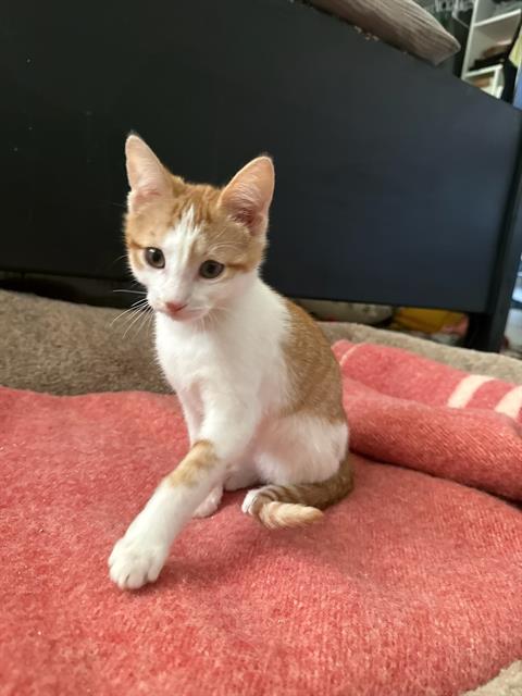LADY MEOWINGTON, an adoptable Domestic Short Hair in West Valley, UT
