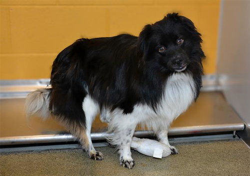 BANDIT, an adoptable Australian Shepherd in West Valley, UT