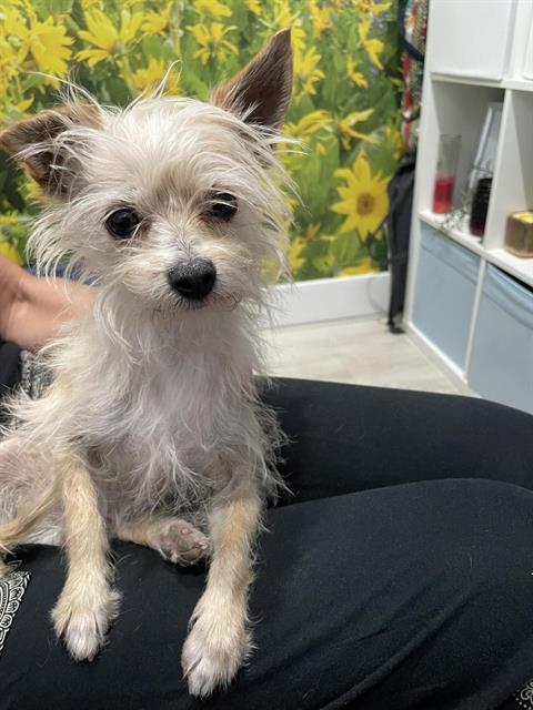CLARENCE, an adoptable Chihuahua in West Valley, UT