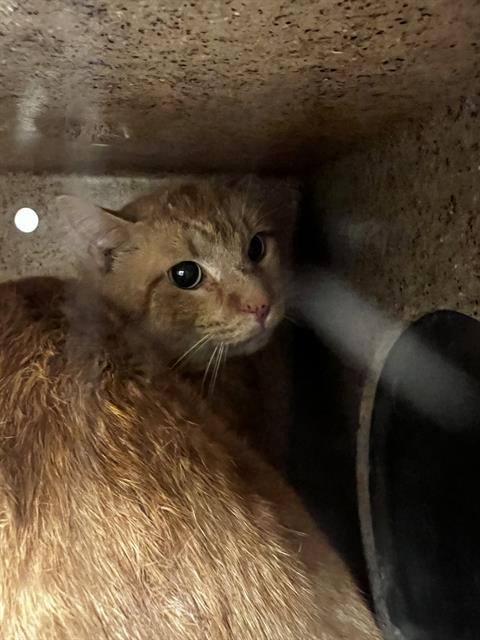 FANTA, an adoptable Domestic Short Hair in West Valley, UT