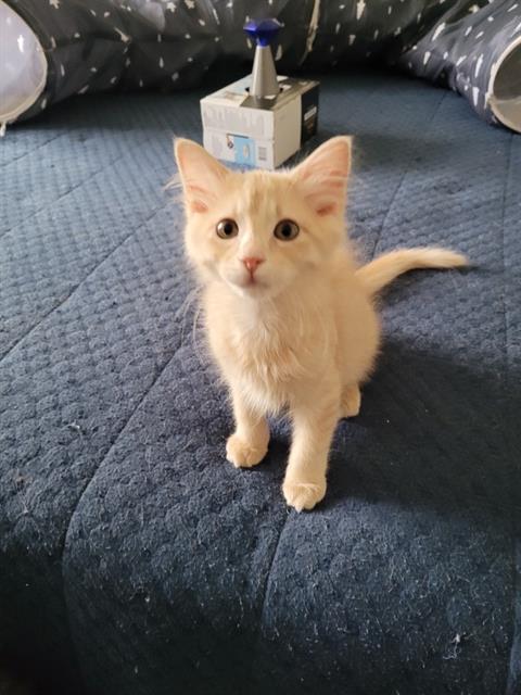 CLEMENTINE, Baby Domestic Short Hair (medium coat), cat for adoption in Magna, Utah