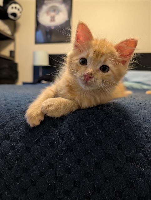 TANGERINE, Baby Domestic Short Hair (medium coat), cat for adoption in Magna, Utah