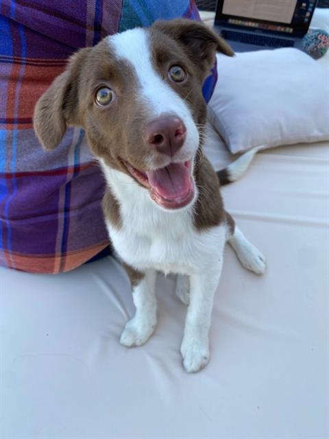 GERTIE BELLE